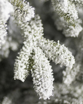 Árvore de Natal Nevada Frosted Fraser com Galhos Articulados, Suporte Metálico e Micro LEDs Embutidos